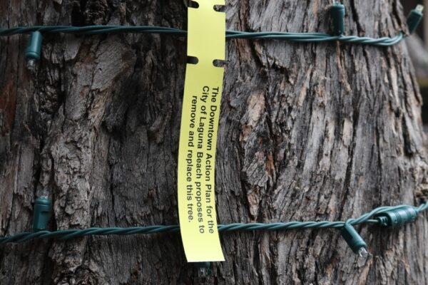 A tree tagged for removal under the Downtown Action Plan in Laguna Beach, Calif. (Jamie Joseph/The Epoch Times)