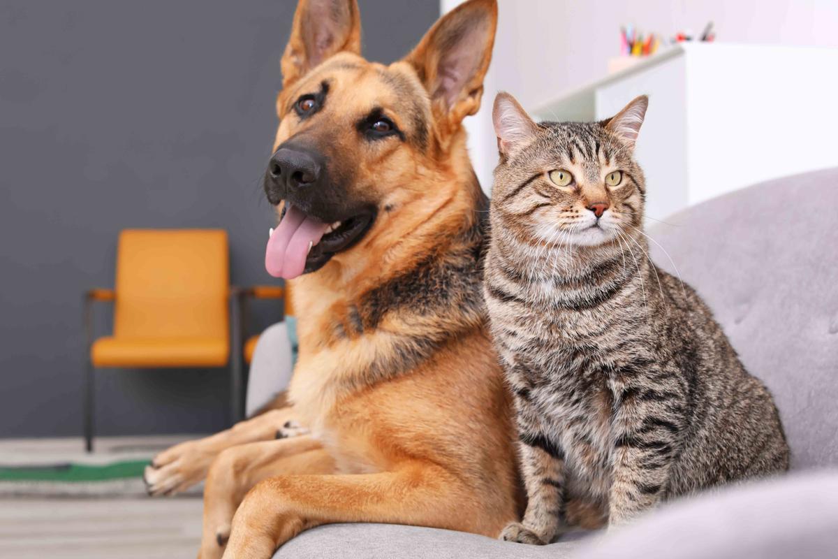 Illustration - Shutterstock | <a href="https://www.shutterstock.com/image-photo/adorable-cat-dog-resting-together-on-1095001973">New Africa</a>