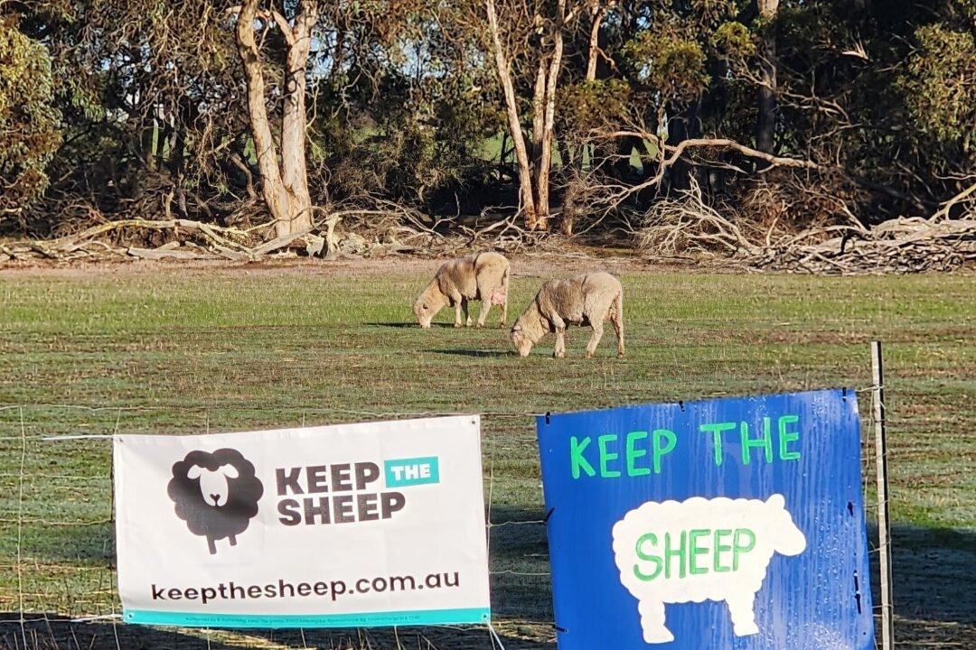 Sheep Producers Call Live Export Ban ‘Unprofessional’