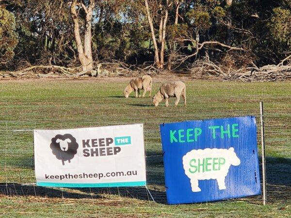 Sheep Producers Call Live Export Ban ‘Unprofessional’