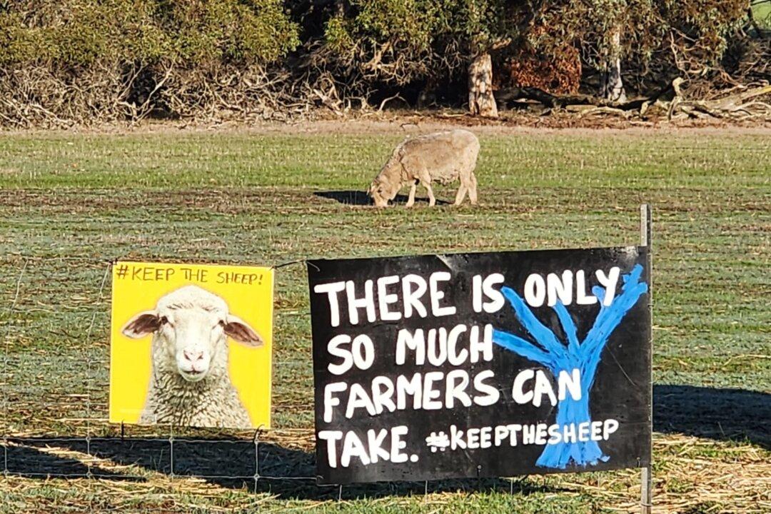 ‘No Sheep, No Jobs’: Nationals Candidate Continues Fight Against Sheep Export Ban