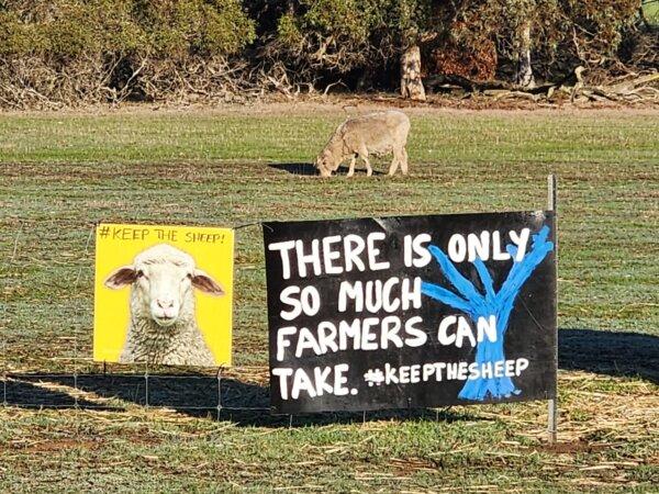 A sheep grazes in a farm paddock behind signs protesting the live sheep ban in the south of Western Australia on June 20, 2024. (Susan Mortimer/The Epoch Times)