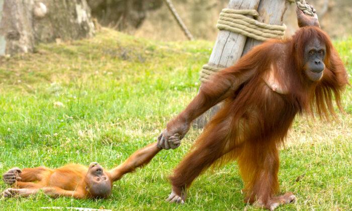 Baby Orangutan Throws Tantrum as His Unamused Mom Drags Him Around Safari Park Enclosure
