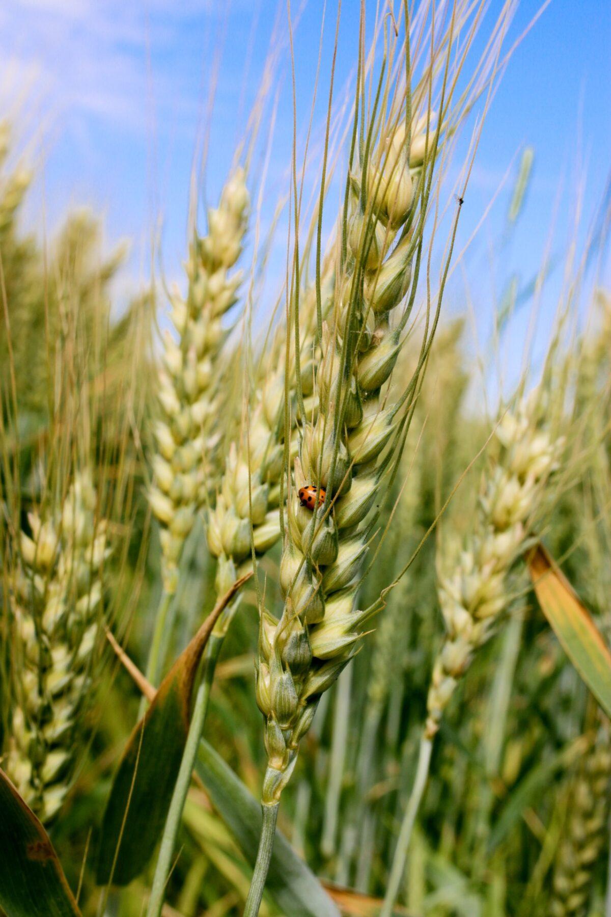 A close-up of heritage wheat growing in the fields. (Courtesy of Hayden Flour Mills)