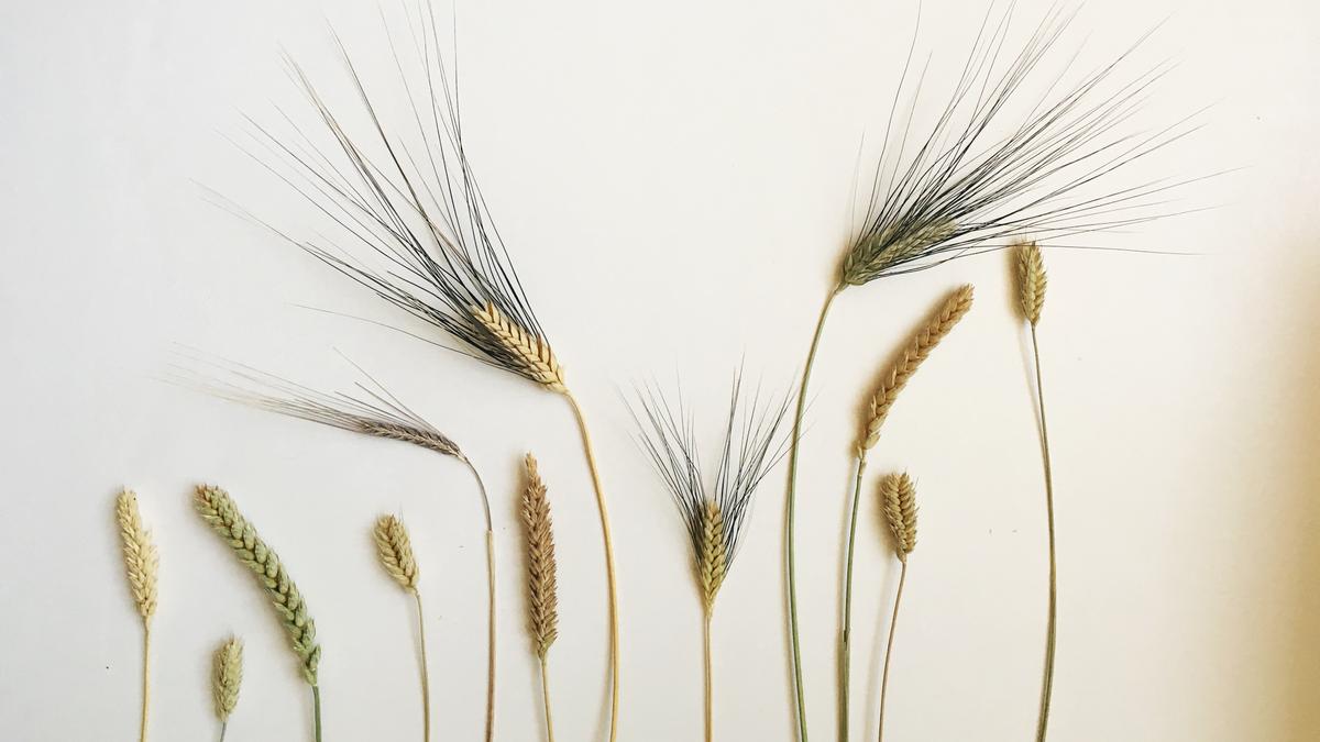 A sampling of Hayden Flour Mills' different heritage wheat varietals. (Courtesy of Hayden Flour Mills)