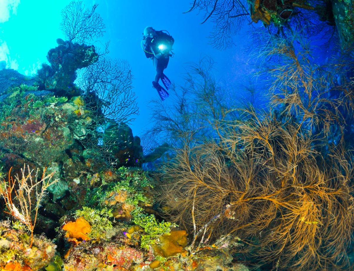 The Cayman Islands are well-known for their extraordinary diving. (Glenn Ostle-Feather & Fins Photography)
