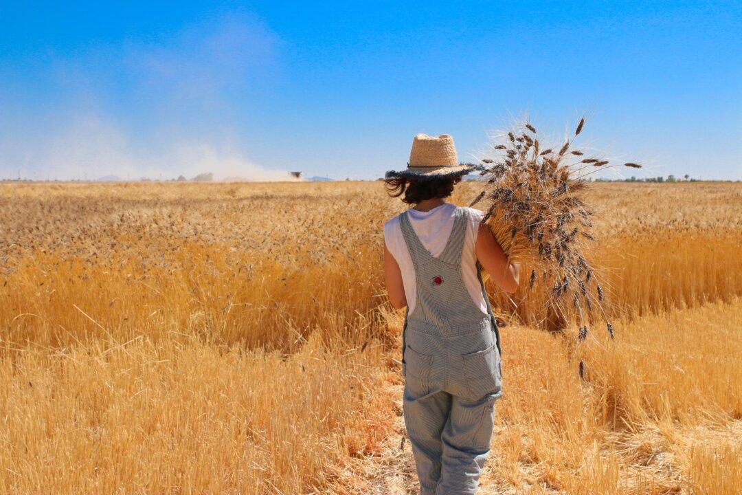 Hayden Flour Mills Goes in Search of ‘The True Flavor of Grain’