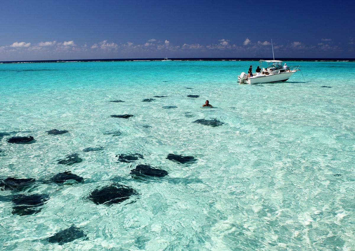 Stingray City is a gathering spot of southern stingrays; here they are tame and visitors can interact with them. (Cayman Islands Department of Tourism)