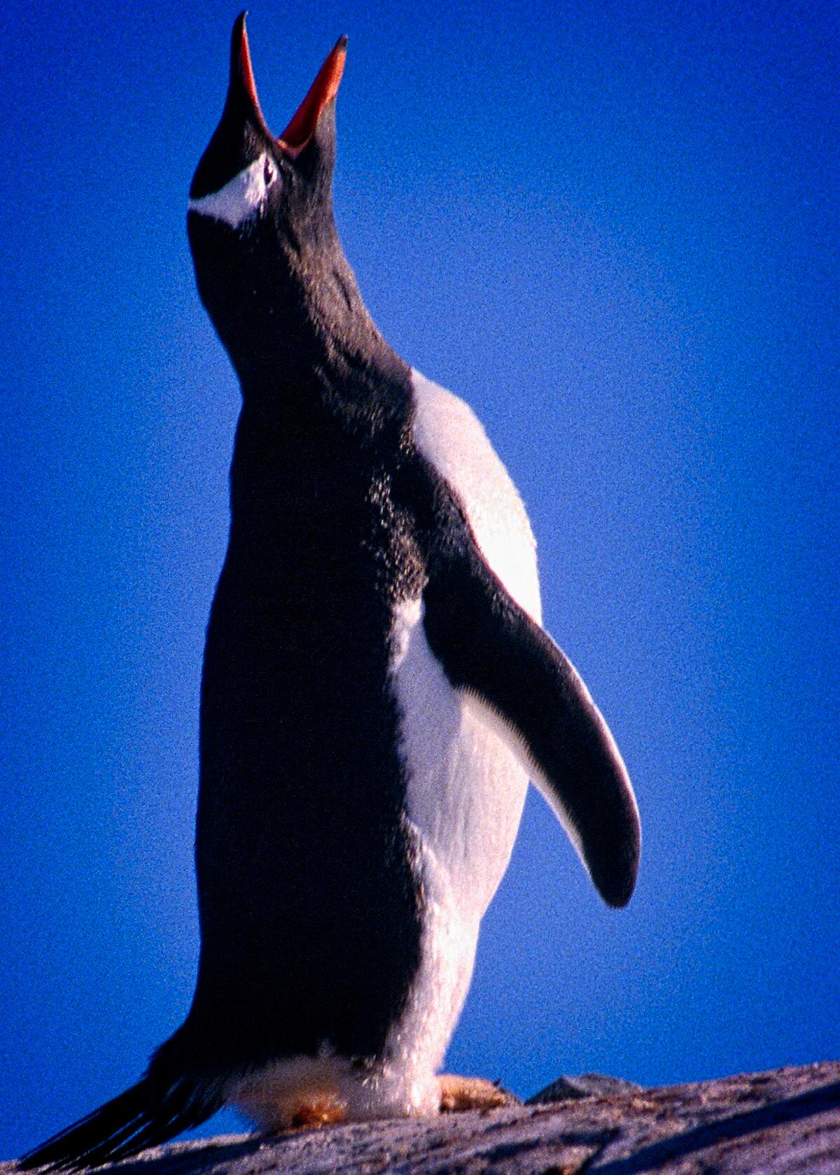 To attract a female, a male penguin will pump his chest, angle his flippers, stretch his head skyward, and let out a loud braying sound. (Copyright Fred J. Eckert)