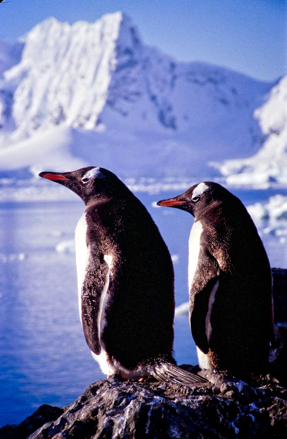 Two gentoo penguins against a backdrop of the vast Antarctic wilderness. (Copyright Fred J. Eckert)