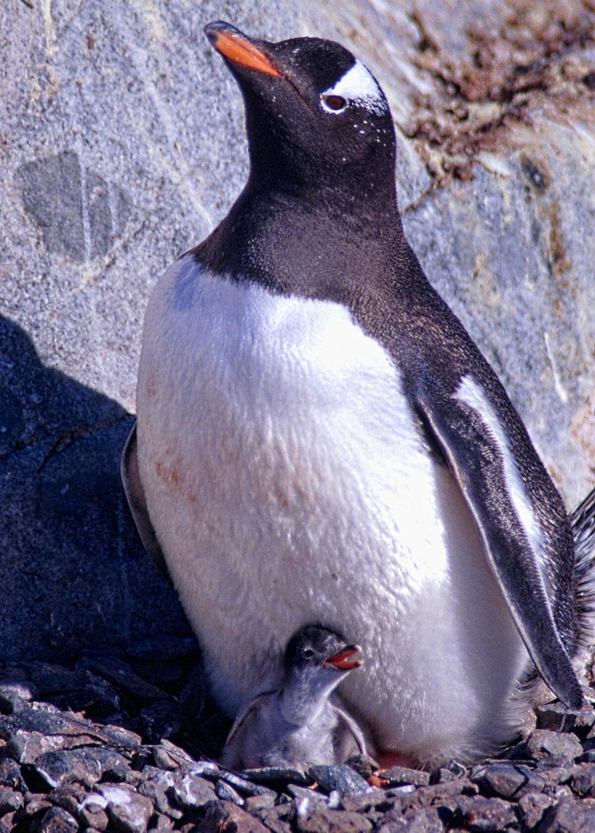 A Gentoo penguin with its chick. (Copyright Fred J. Eckert)