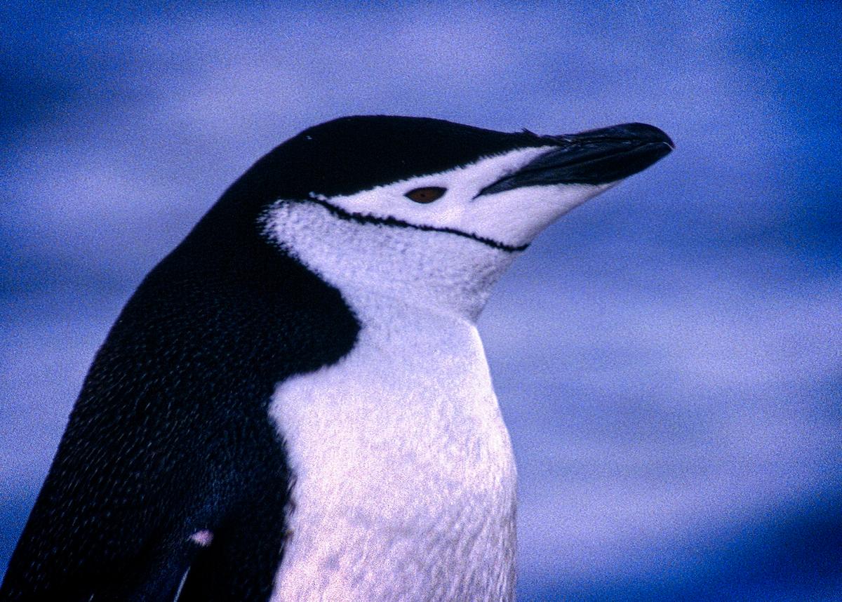 So named because the black line that connects its black cap to below its chin looks like a chinstrap, the Chinstrap penguin is Antarctica’s most populous penguin. (Copyright Fred J. Eckert)