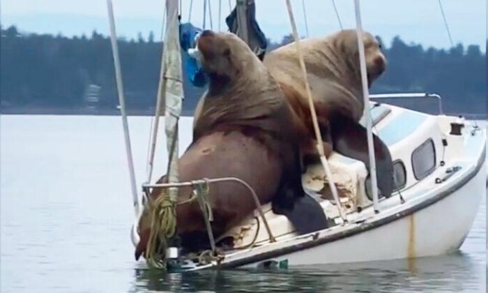 Hilarious Video Captures Giant Sea Lions ‘Borrowing’ Boat Off Coast of Washington