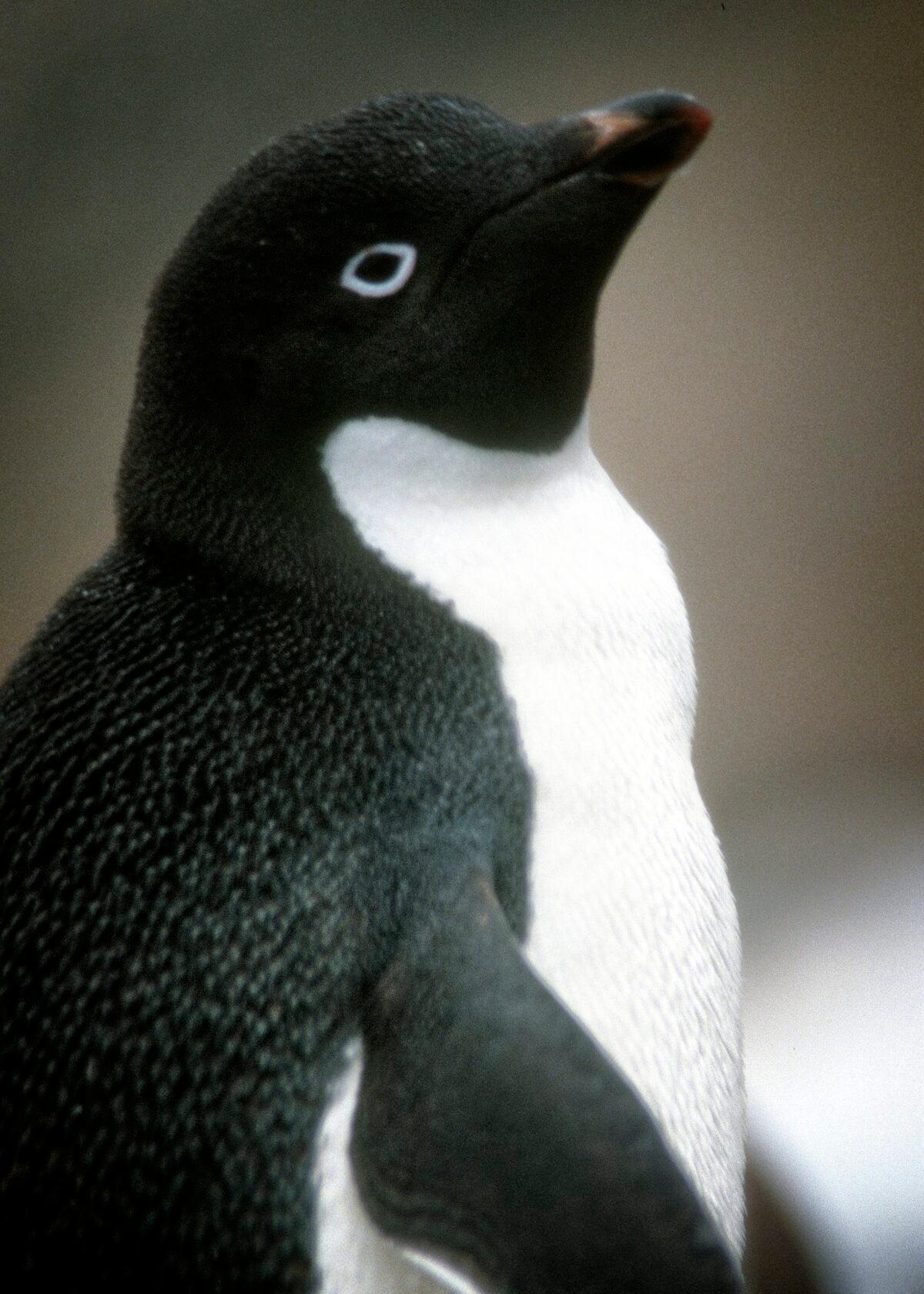 The Adelie penguin is the species closest to the image that most of us conjure up when we picture a penguin—purely black-and-white with a white ring around each eye. (Copyright Fred J. Eckert)