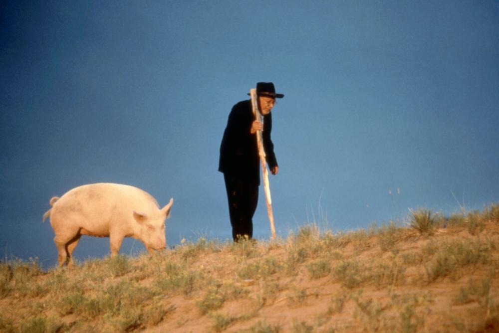 Lupita the pig and Amarante Cordova (Carlos Riquelme) in "The Milagro Beanfield War." (Universal Pictures)