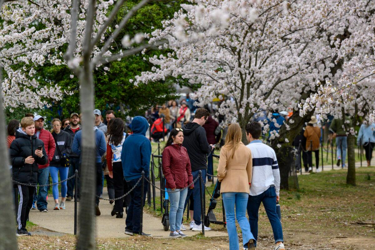 Washingtonians and tourists walk around the tidal basin to see cherry blossoms in Washington on March 21, 2020. (Eric Baradat/AFP via Getty Images)