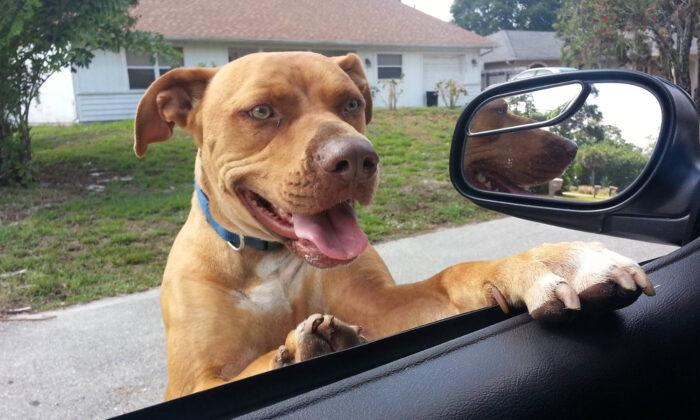County Sheriff’s Office Responds to Call of Pit Bull on Loose–but He Was Just Looking for New Friends
