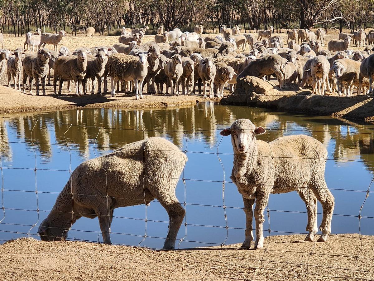 Farmers Warn Regions to Face Multi-Million Dollar Losses Due to Sheep Export Ban