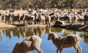 Australia to Ban Live Sheep Exports by 2028