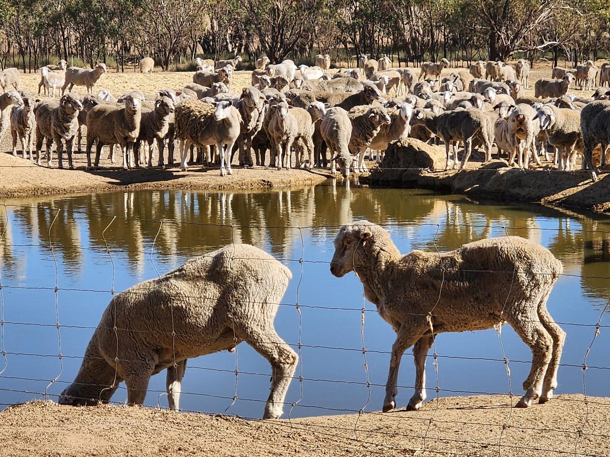 Australia to Ban Live Sheep Exports by 2028