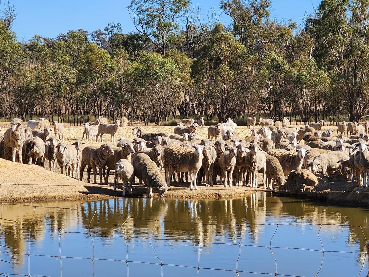 Live Sheep Export Ban Introduced Into Parliament, With Coalition Pushback