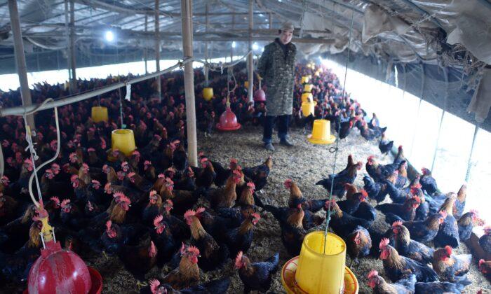 CCP Virus Devastated China’s Poultry Industry