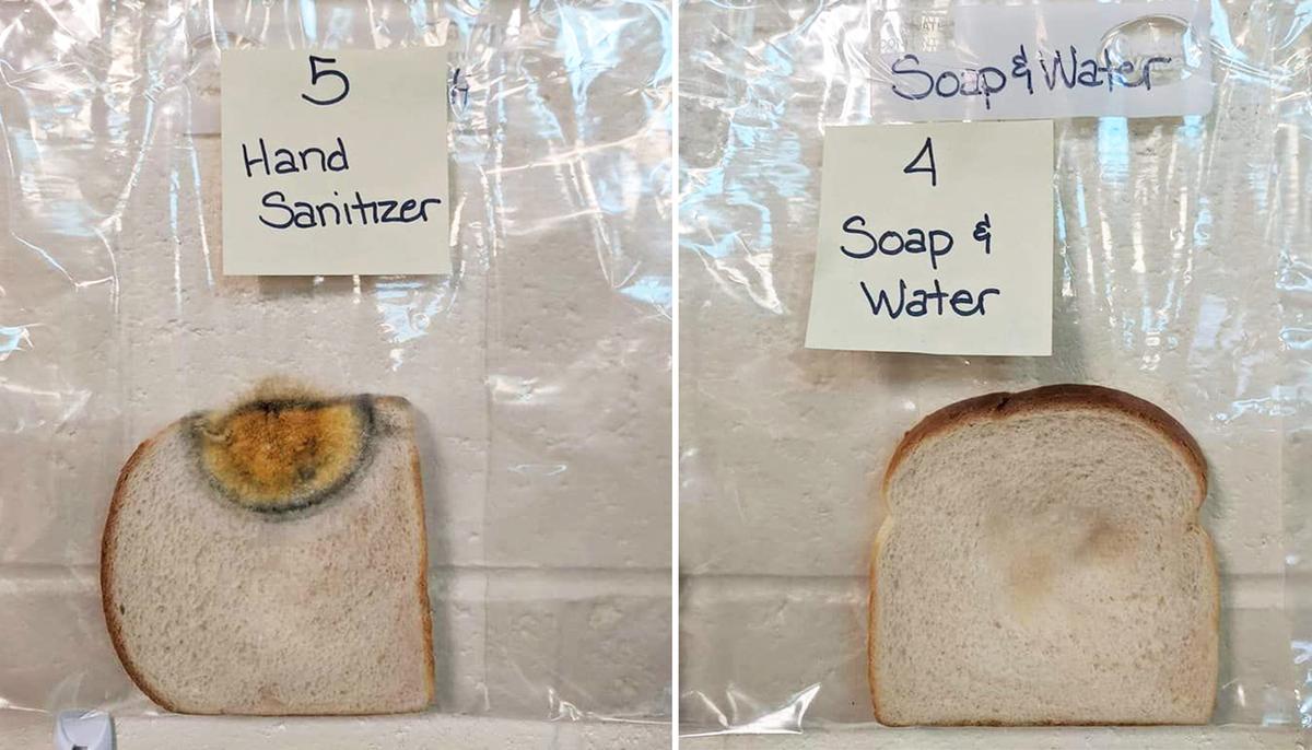 (L): The bread touched with hands cleaned with a sanitizer. (R): The bread slice touched by hands washed with water and soap. (Photo courtesy of <a href="https://www.facebook.com/jaraleer">Jaralee Annice Metcalf</a>)