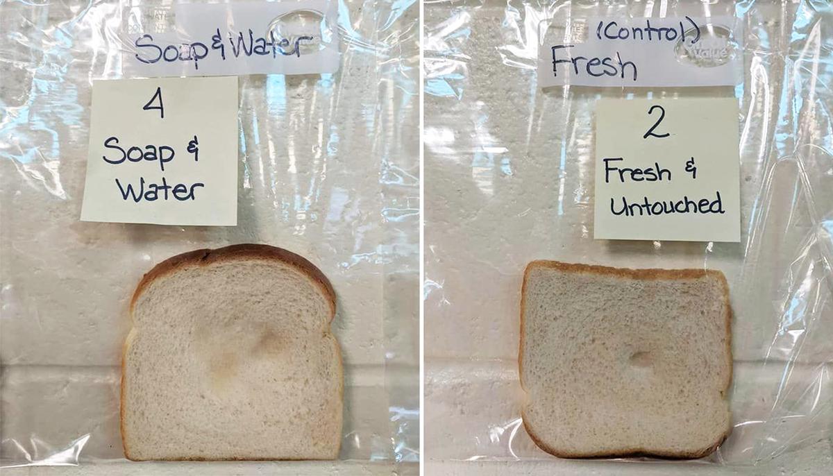 (L): The bread slice touched by hands washed with water and soap. (R): The untouched bread slice, the control experiment. (Photo courtesy of <a href="https://www.facebook.com/jaraleer">Jaralee Annice Metcalf</a>)