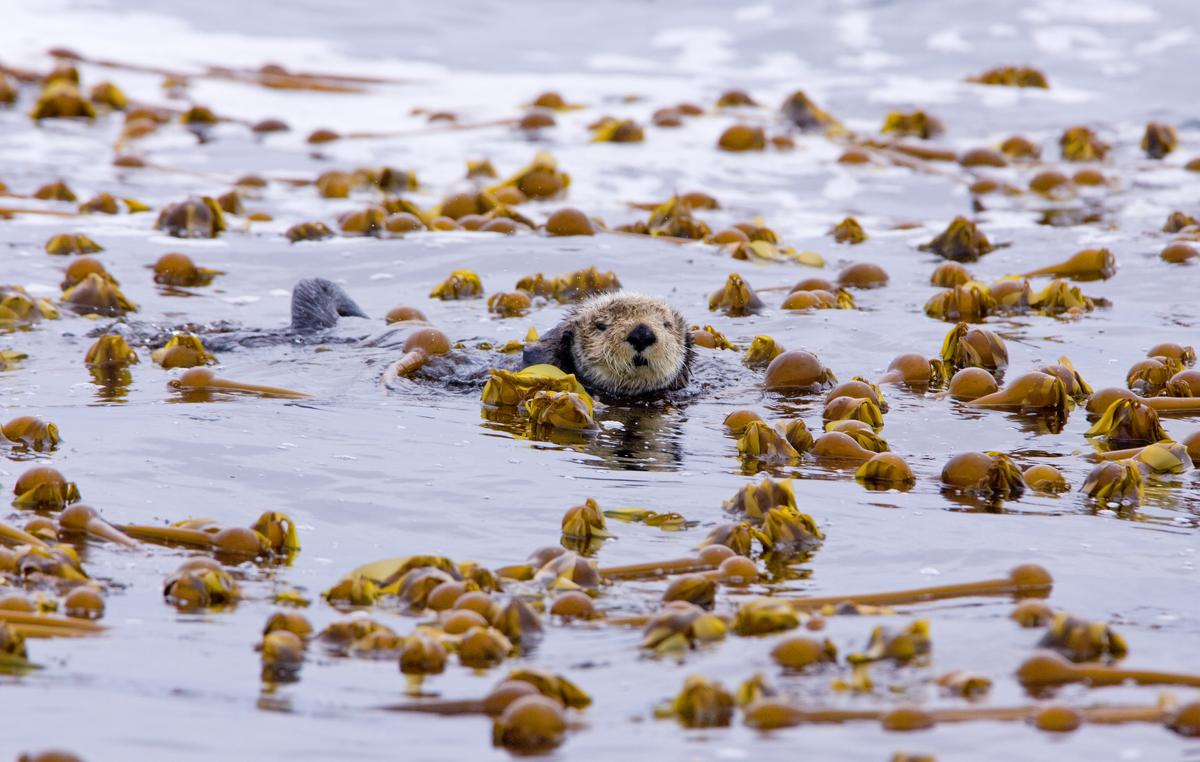 A sea otter in kelp. (Matt Maran/Jamie's Whaling Station)