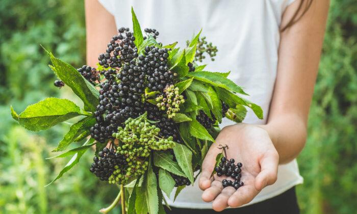 Top Antiviral Benefits of Elderberry