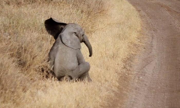Lazy Baby Elephant Tired of Walking Throws Cutest Temper Tantrum Ever