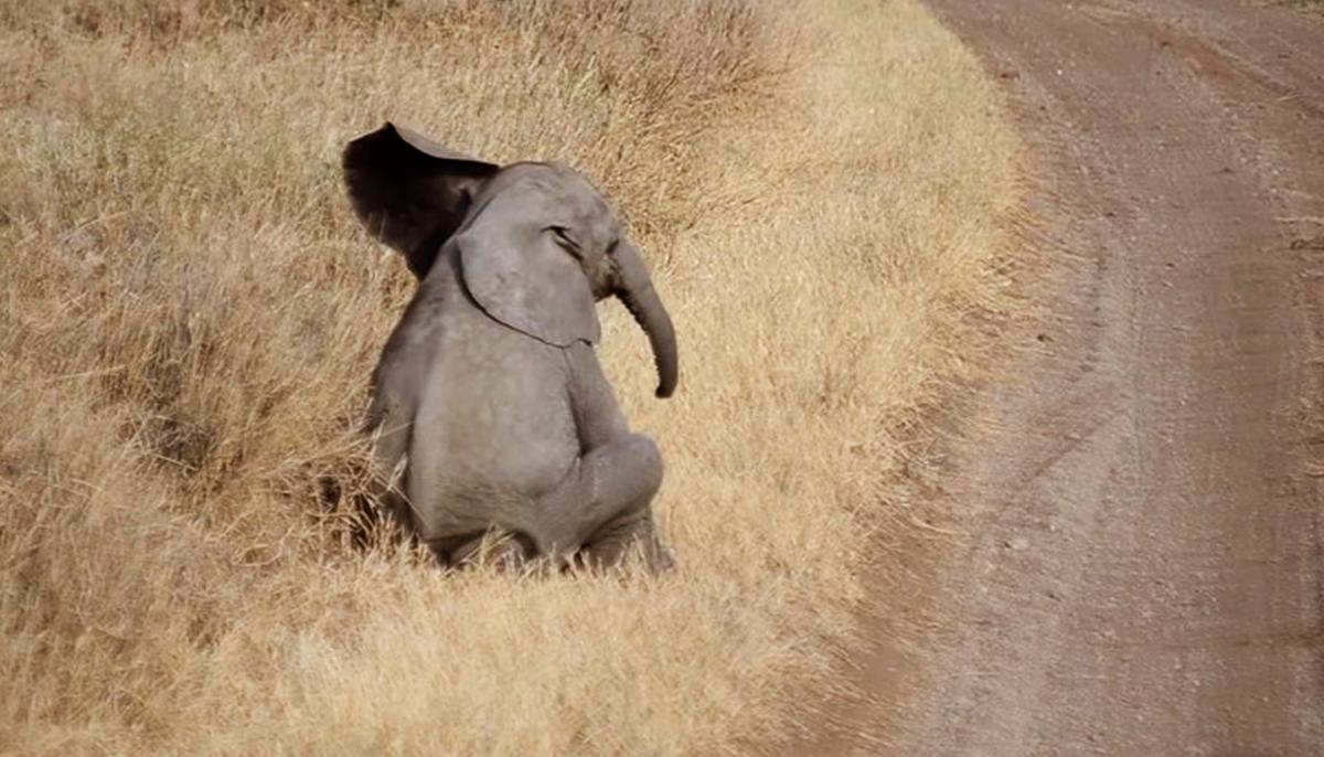Lazy Baby Elephant Tired of Walking Throws Cutest Temper Tantrum Ever