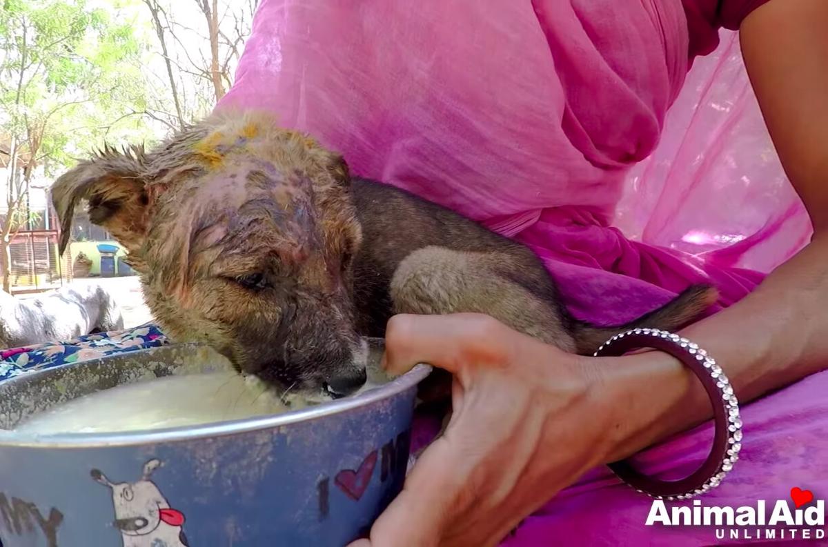 ©YouTube Screenshot | <a href="https://www.youtube.com/watch?v=p23dlV53Wy0">Animal Aid Unlimited, India</a>