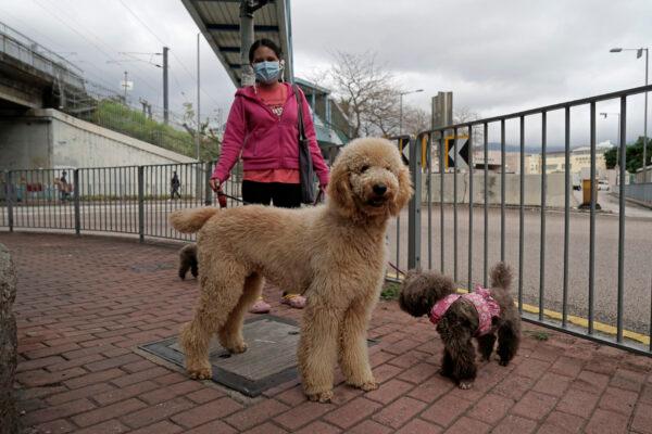 A woman walks her dogs in Hong Kong on March 5, 2020. (Kin Cheung/AP Photo)