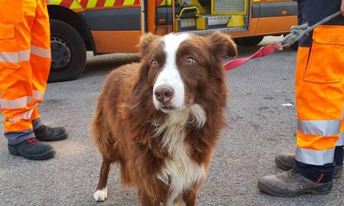 Remembering the Faithful Sheepdog That Chased Truck Carrying His Flock to Slaughterhouse