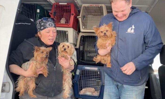 Non-Profit on a Mission to Save ‘Retired’ Mill Dogs and Find Them Forever Homes