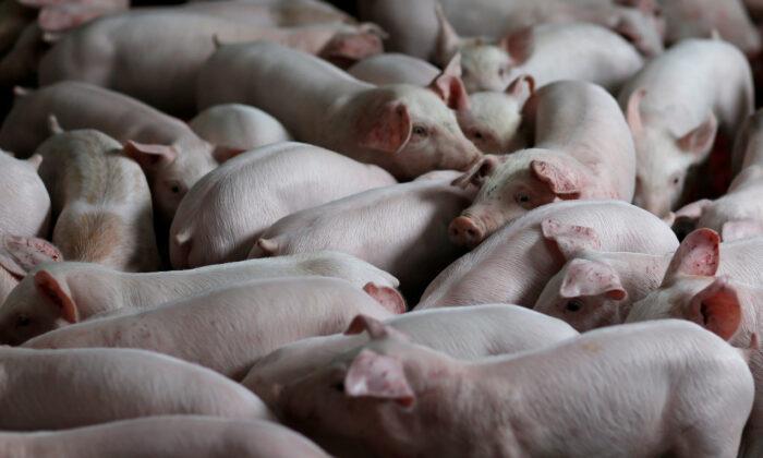 Pigs Fly in as China Replenishes World’s Biggest Hog Herd