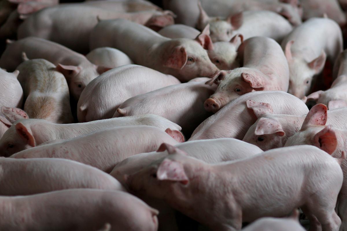 Pigs Fly in as China Replenishes World's Biggest Hog Herd