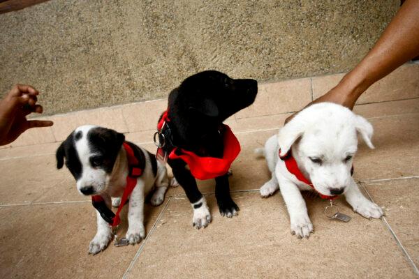 Puppies about to be vaccinated for rabies in Bali, Indonesia. (Ulet Ifansasti/Getty Images)