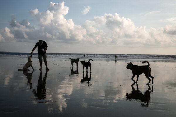 A tourist plays with a dog at Seminyak Beach, Bali, Indonesia. (Agung Parameswara/Getty Images)