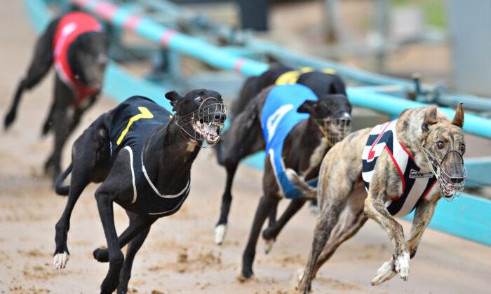 Greyhound Racing Continue Despite NSW Lockdown