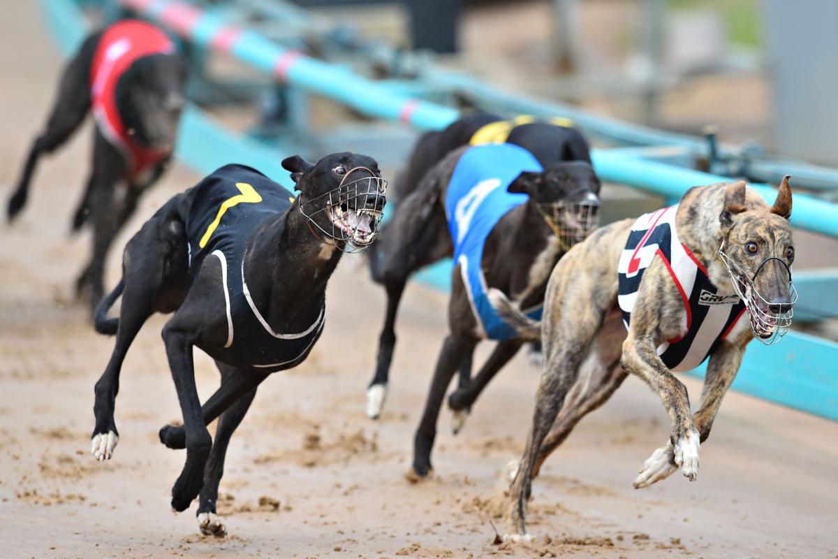 Greyhound Racing Continue Despite NSW Lockdown