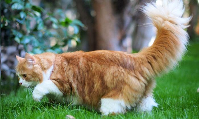 Cat With Incredibly Fluffy ‘Squirrel Tail’ Is Owning the Internet With 165,000 Instagram Followers