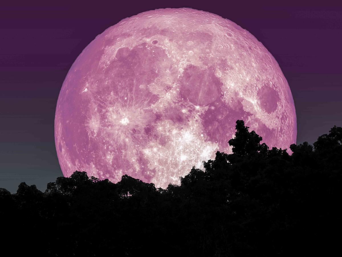 Illustration - Shutterstock | <a href="https://www.shutterstock.com/image-photo/super-full-pink-moon-silhouette-tree-1054672853">Darkfoxelixir</a>