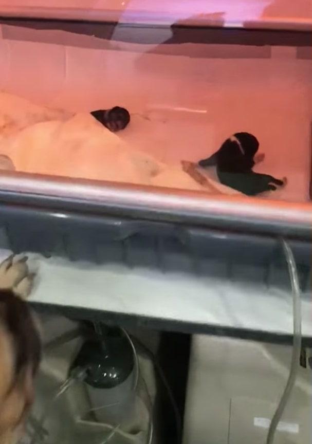 ©Video Screenshot | <a href="https://www.newsflare.com/video/199755/animals/mother-dog-watching-over-her-premature-newborn-puppies">Newsflare</a>