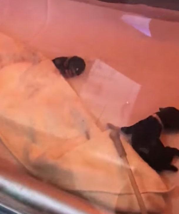 ©Video Screenshot | <a href="https://www.newsflare.com/video/199755/animals/mother-dog-watching-over-her-premature-newborn-puppies">Newsflare</a>