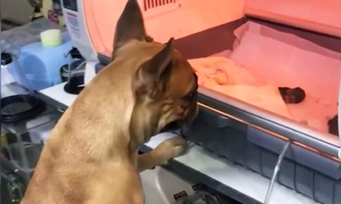 Momma Dog Anxiously Watches Premature Puppies in Incubator–and the Video Goes Viral