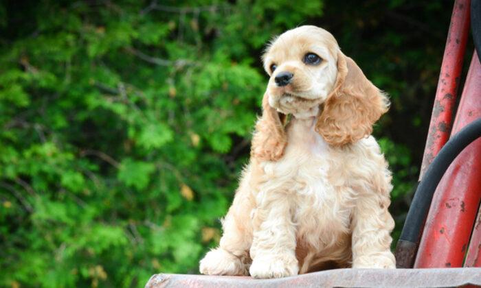 Meet Winnie, an Adorable Cocker Spaniel That Has Melted Hearts With Her Enchanting Eyes