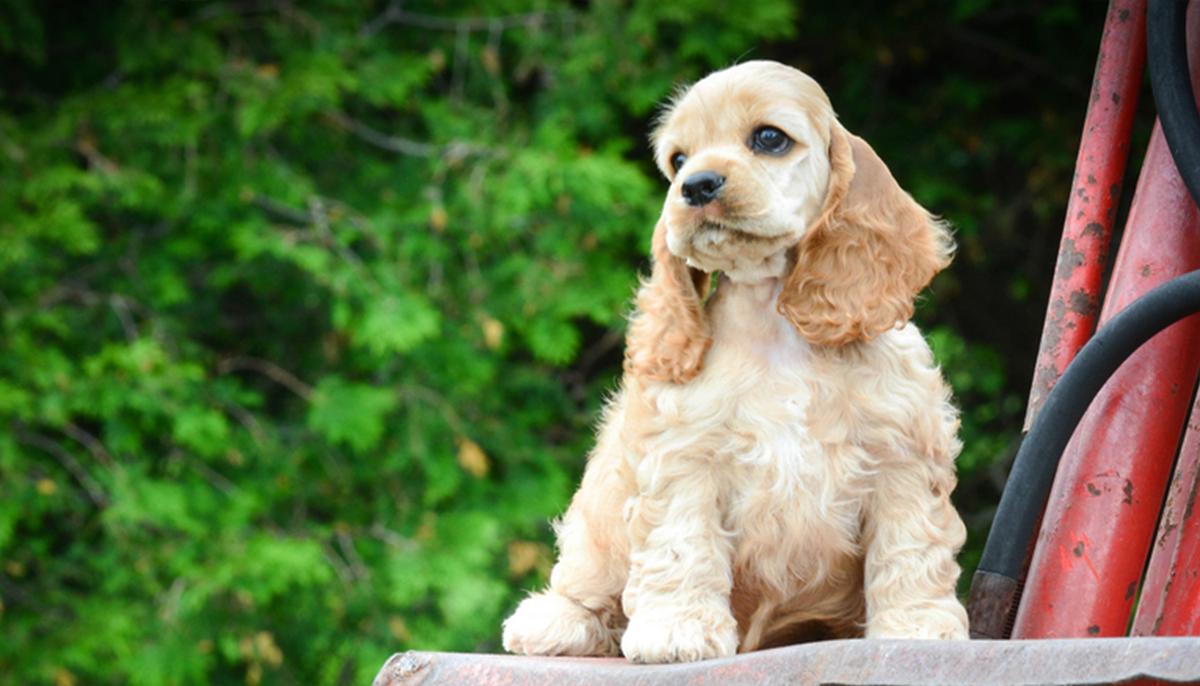 Meet Winnie, an Adorable Cocker Spaniel That Has Melted Hearts With Her Enchanting Eyes