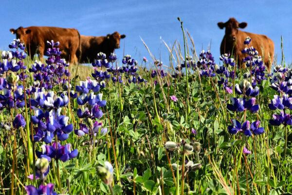 Cattle graze among wildflowers at Celeste Settrini's cattle ranch in Salinas Valley, Calif. (Courtesy of Celeste Settrini)